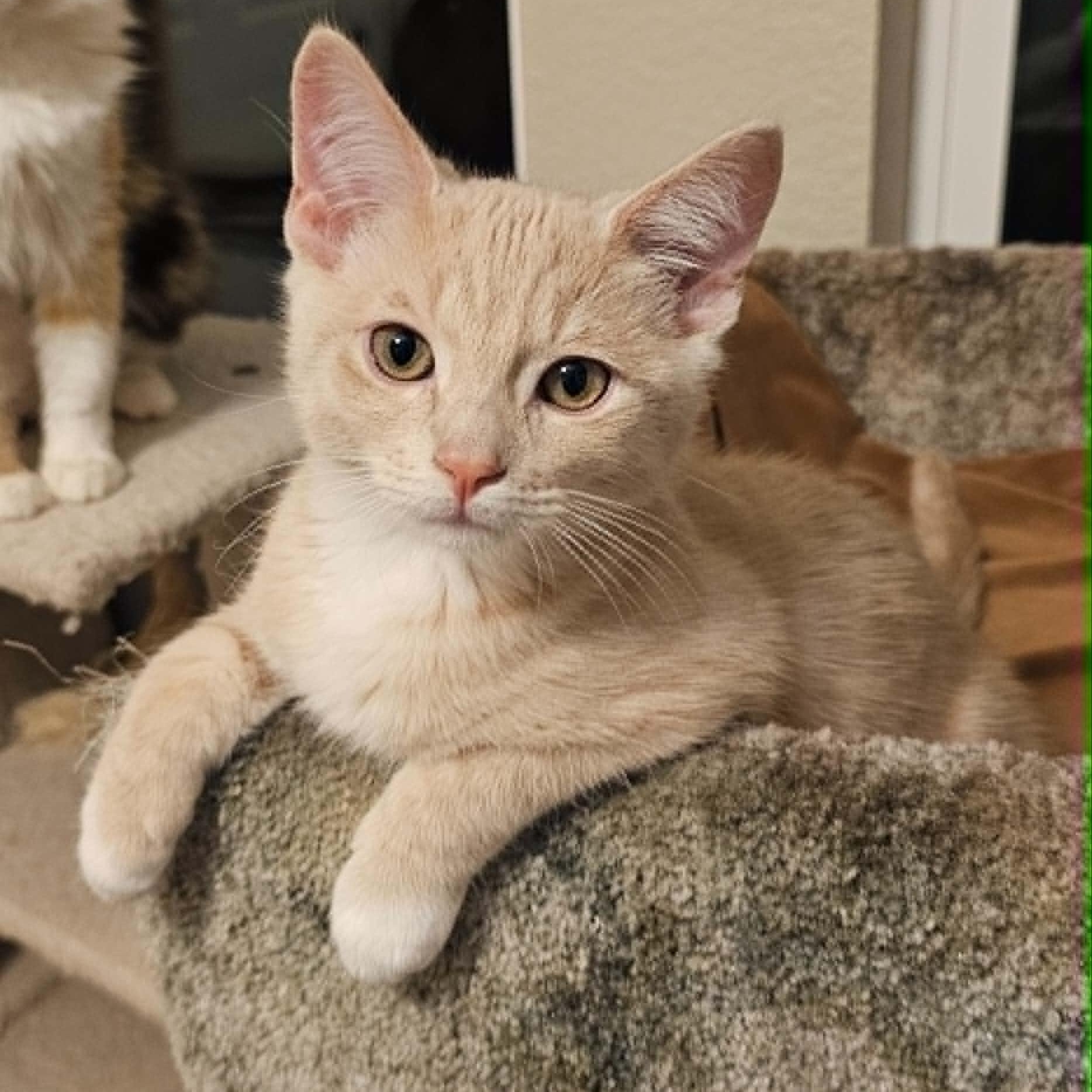 Simon, an adopted Domestic Short Hair in Antioch, CA image 4/5