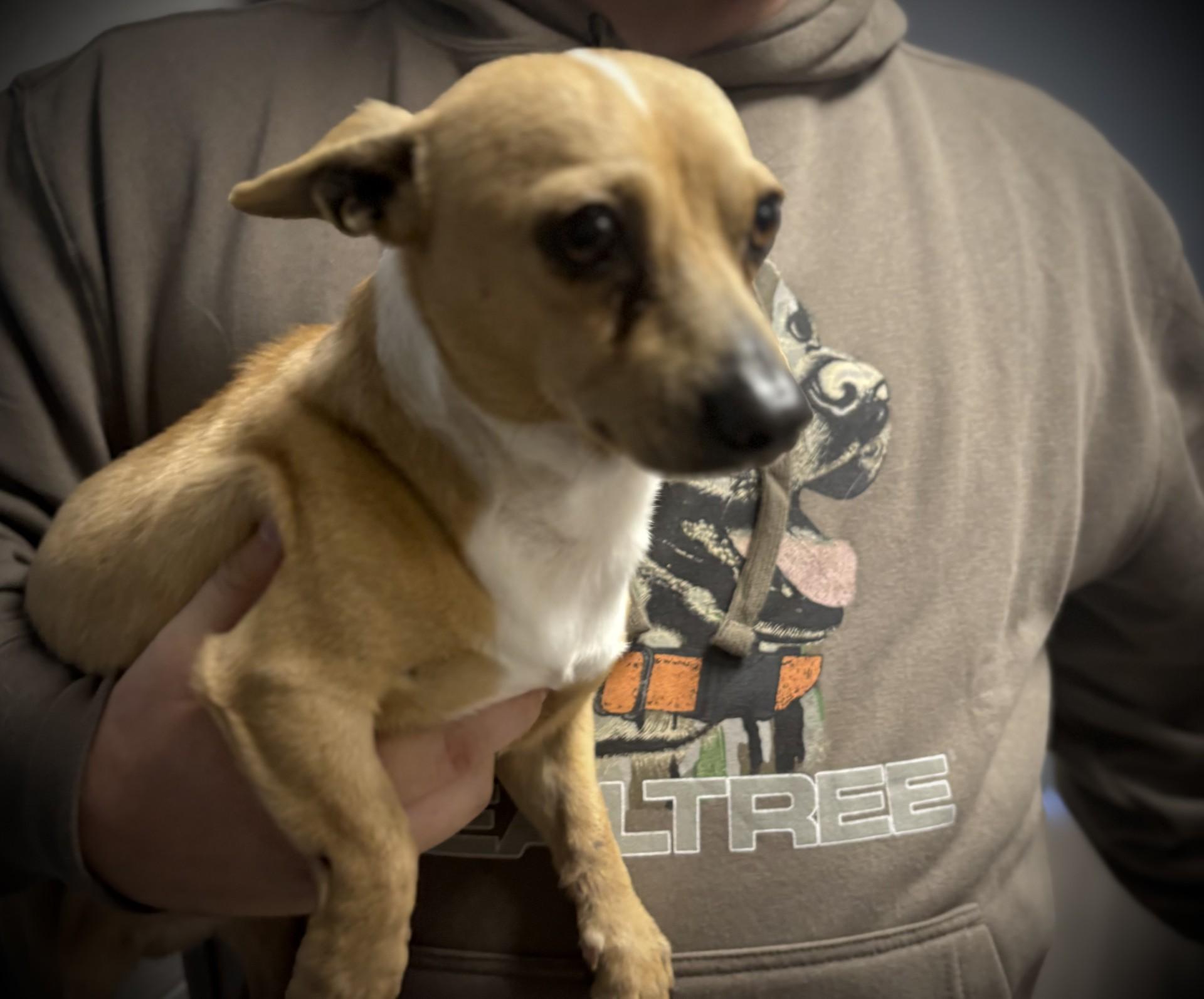 Enlarge TATOR TOT, an adopted mixed breed in Paris , TN image 1/1