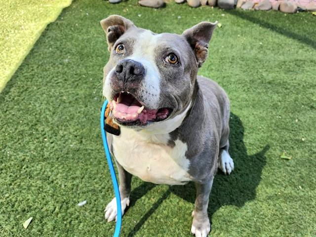 ZELDA, Adoptable, Adult Female Staffordshire Bull Terrier & Pit Bull Terrier.