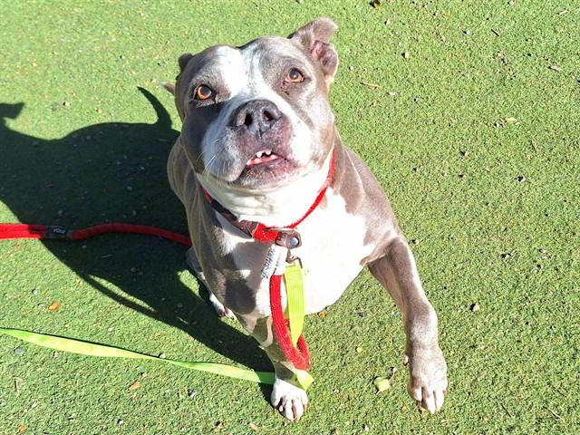 ZELDA, Adoptable, Adult Female Staffordshire Bull Terrier & Pit Bull Terrier.