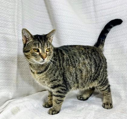 Lulu — thumbnail 2