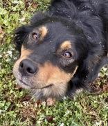 Enlarge Sheela, a ADOPTABLE mixed breed in Glasgow, KY image 1/2