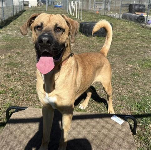 SCOOBY, Adoptable, Adult Male Great Dane & Mixed Breed.