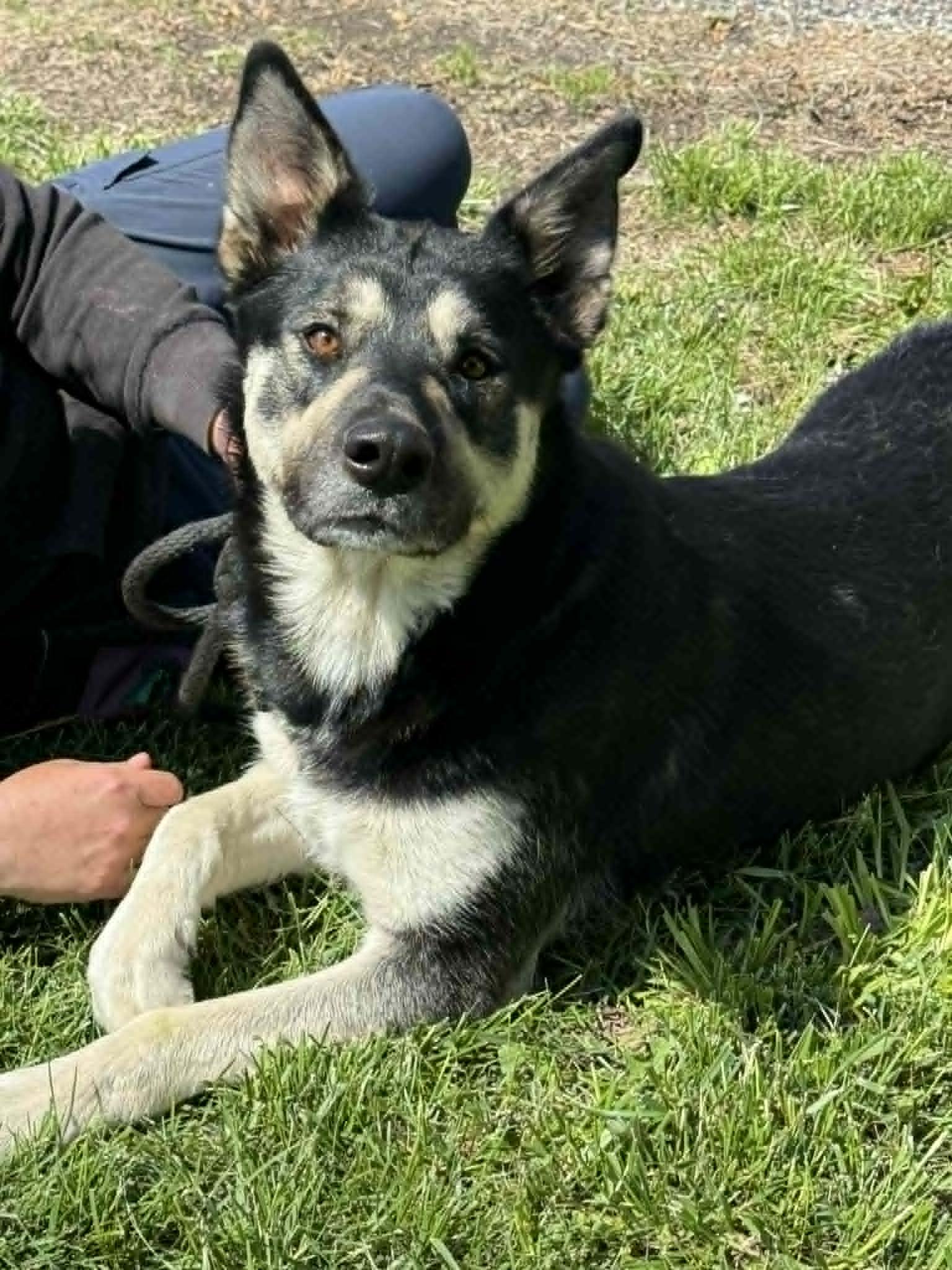 Enlarge Angel, an adopted mixed breed in Springfield, IL image 2/2