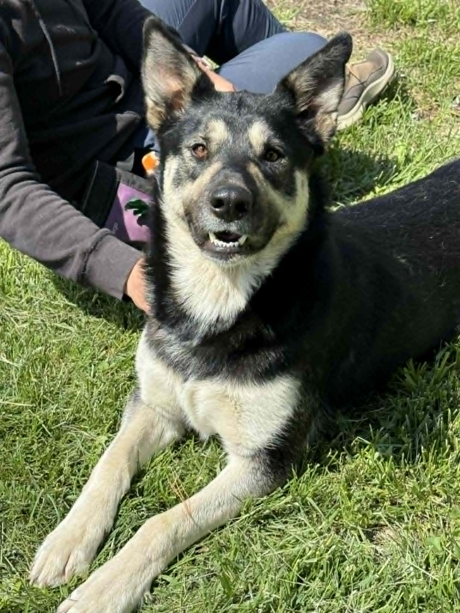 Enlarge Angel, an adopted mixed breed in Springfield, IL image 1/2