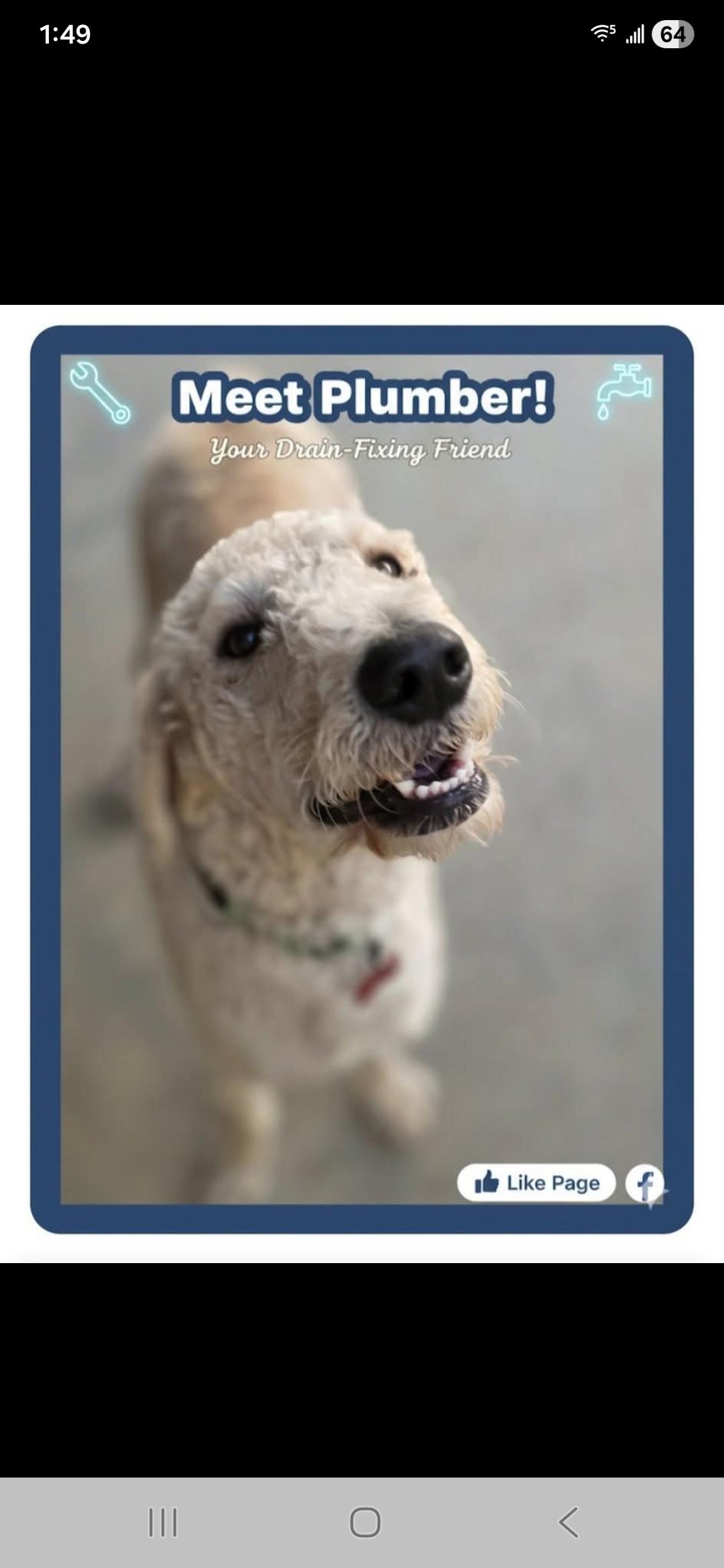 Enlarge Plumber, a Adoptable mixed breed in Fresno, CA image 1/1