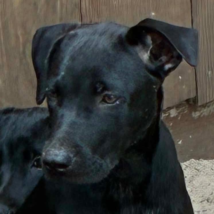 Enlarge Godiva, a Adoptable mixed breed in Morriston, FL image 1/1