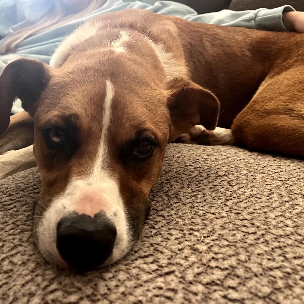 Nitro, Adoptable, Adult Male Mixed Breed.