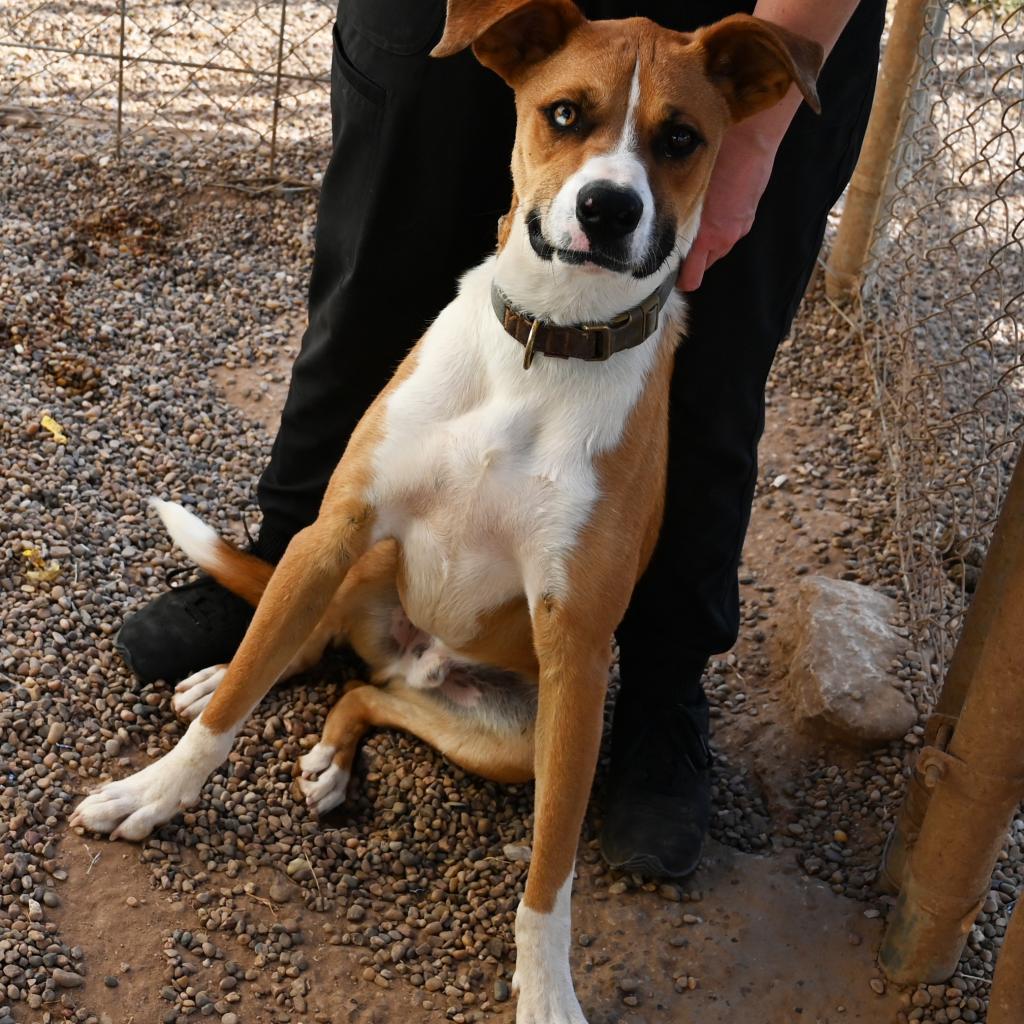 Enlarge Nitro, a Adoptable Mixed Breed in Duncan, OK image 2/6