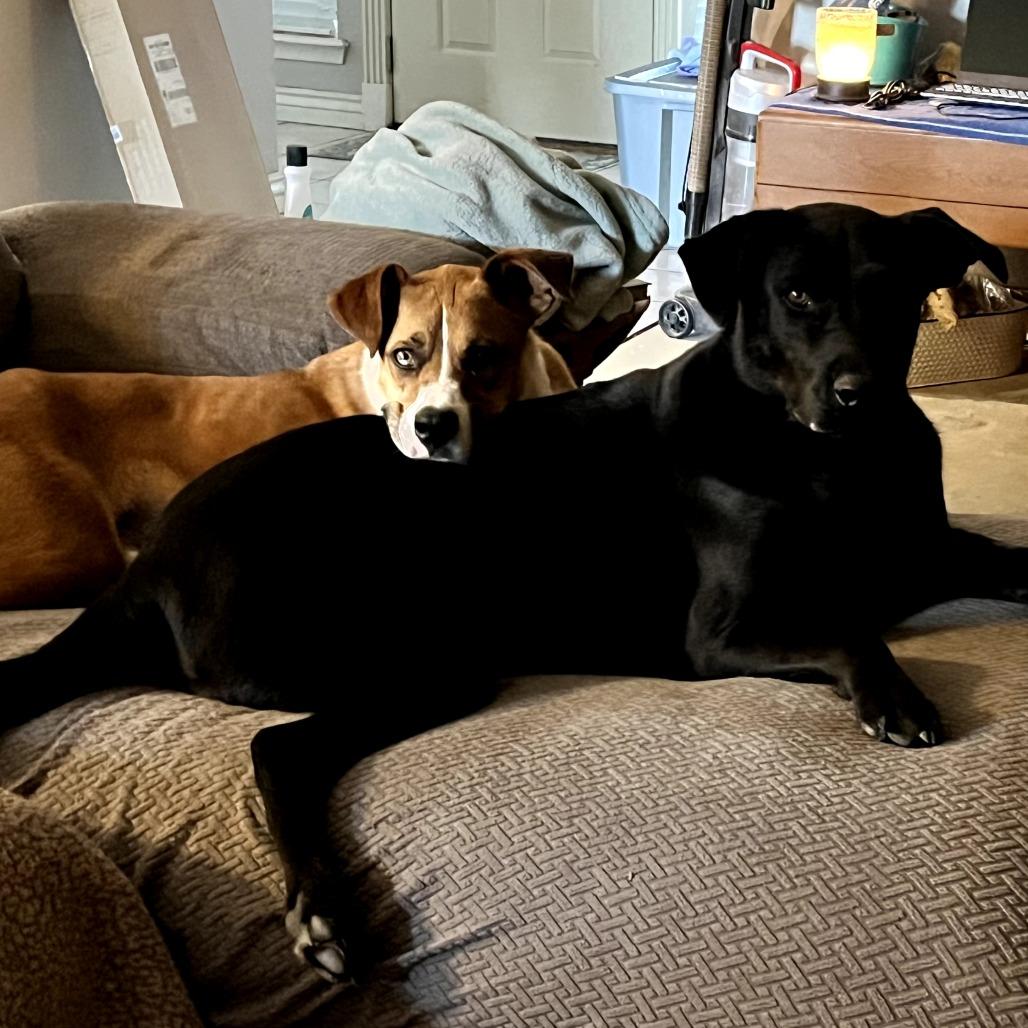 Enlarge Nitro, a Adoptable Mixed Breed in Duncan, OK image 3/6