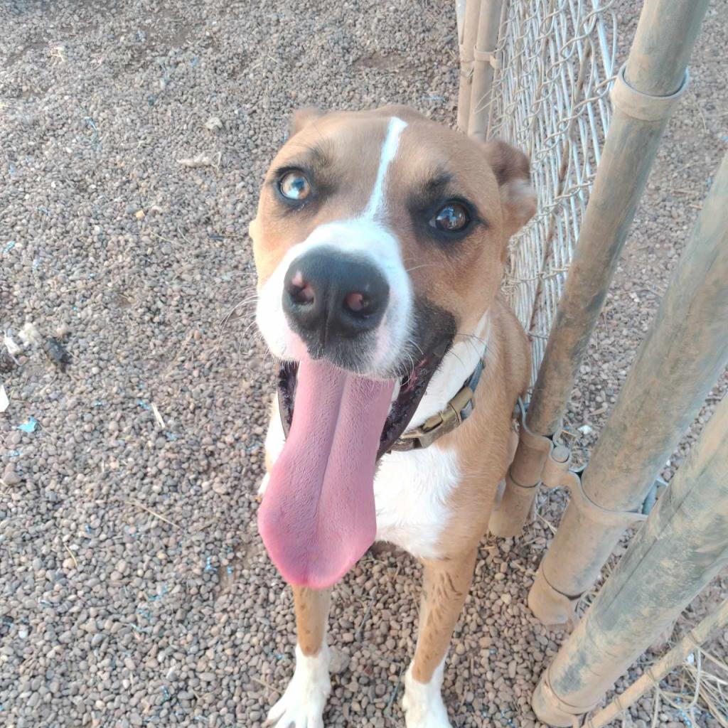 Enlarge Nitro, a Adoptable Mixed Breed in Duncan, OK image 4/6