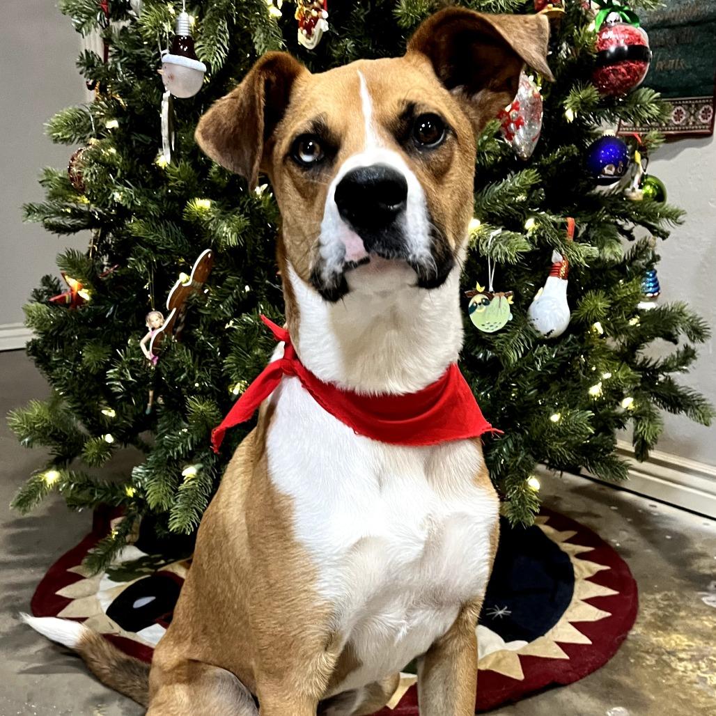 Enlarge Nitro, a Adoptable Mixed Breed in Duncan, OK image 5/6