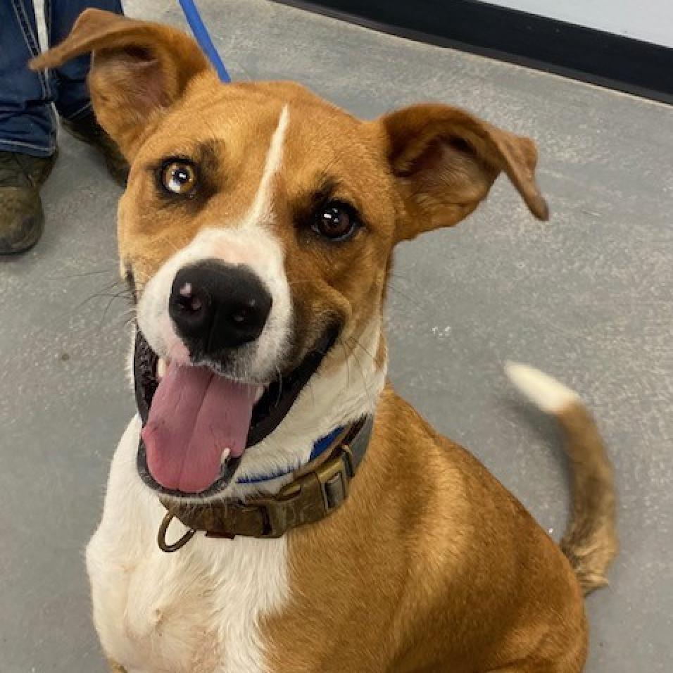 Enlarge Nitro, a Adoptable Mixed Breed in Duncan, OK image 6/6