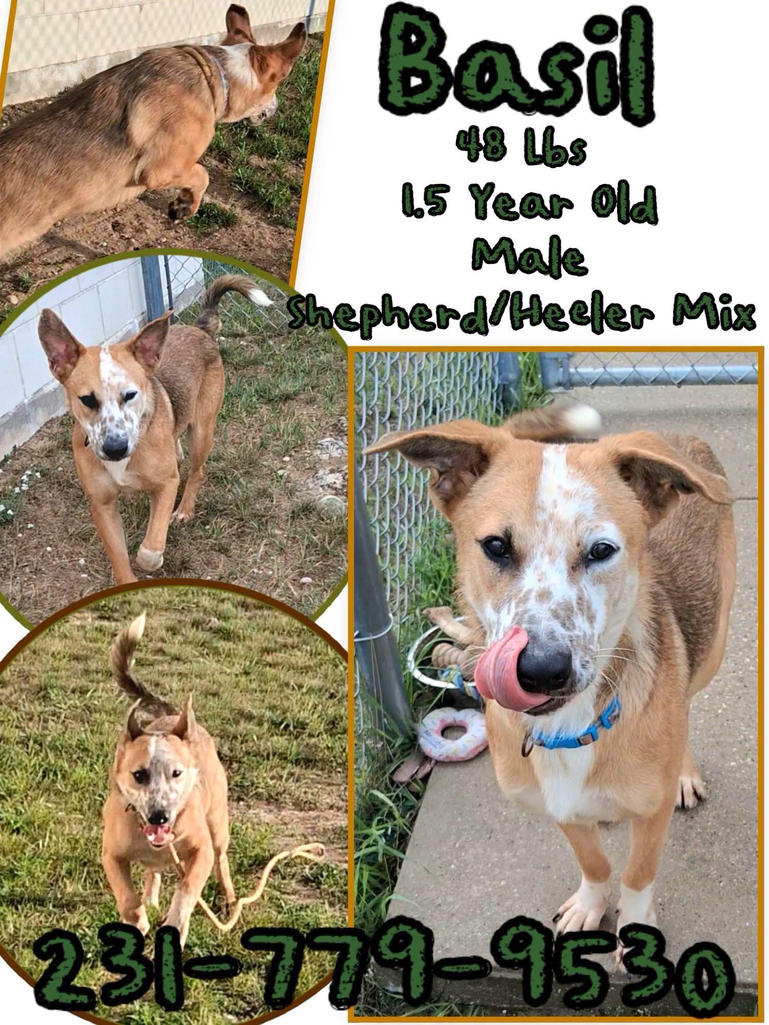 BASIL, ADOPTABLE, Young Male Shepherd & Australian Cattle Dog / Blue Heeler.
