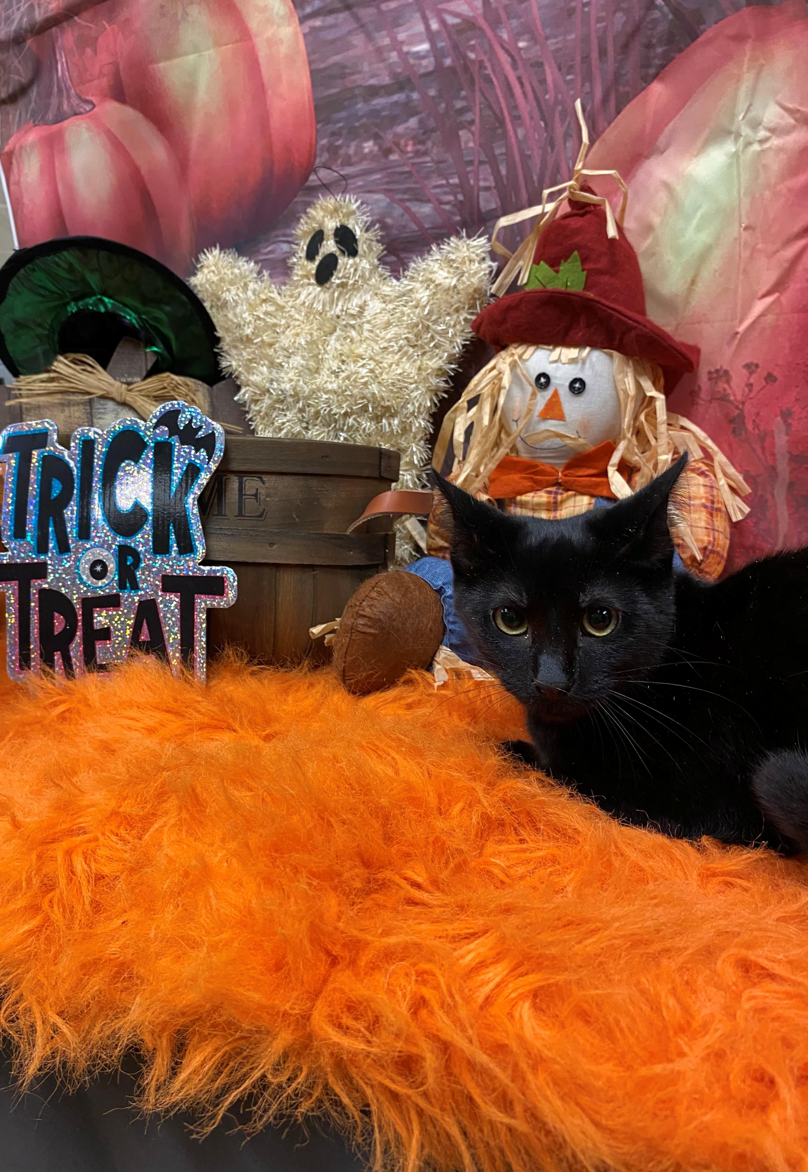 Enlarge Ashrah 58831009, a Adoptable Domestic Short Hair in Harvey , LA image 1/1