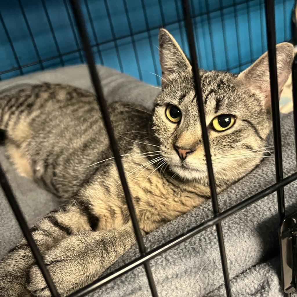 Jovie, Adoptable, Adult Female Domestic Short Hair.