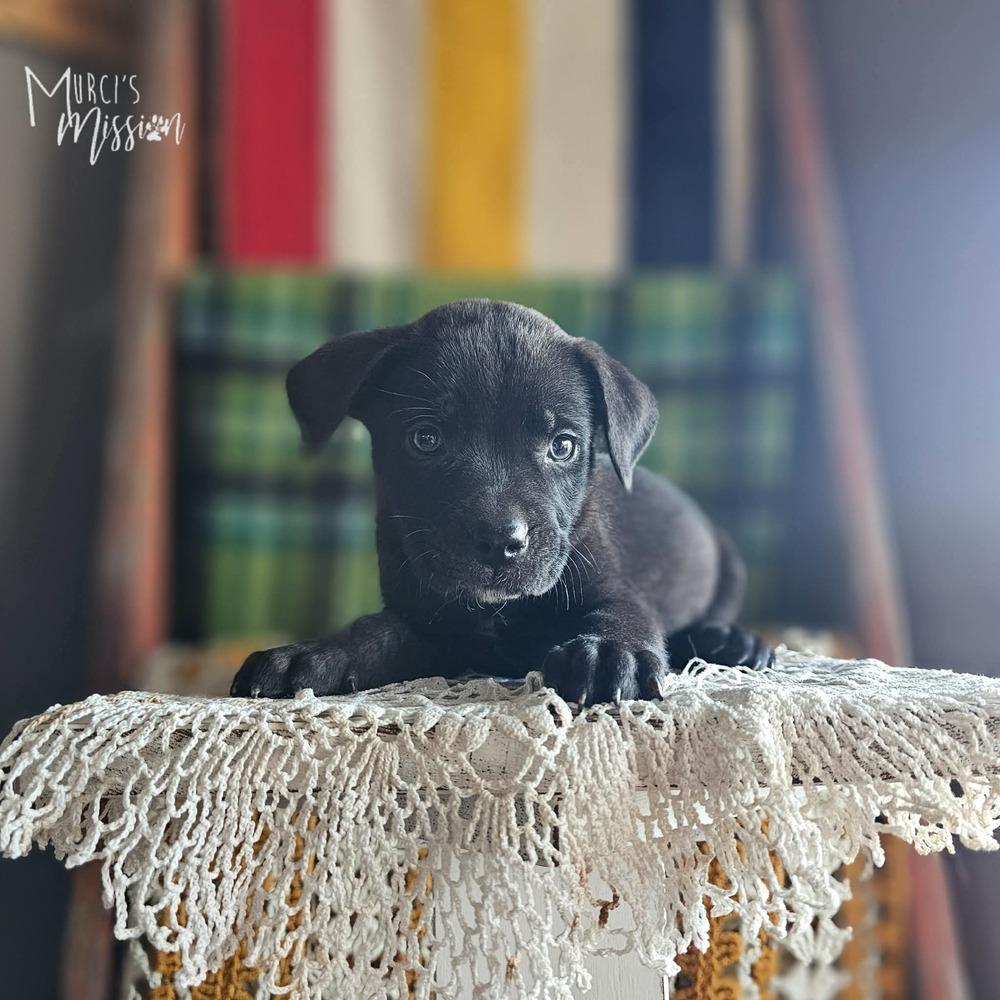 Red Bull, Adoptable, Puppy Male Mixed Breed.