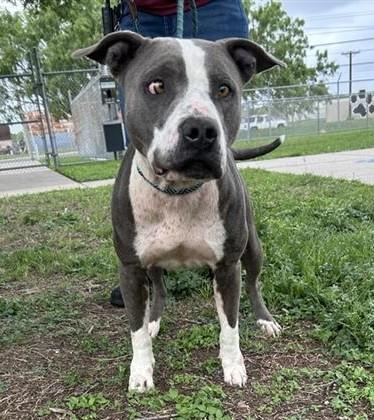 Enlarge BAILEY, a Adoptable mixed breed in Corpus Christi, TX image 1/1