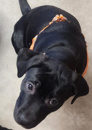 Hoth, Adoptable, Puppy Female Labrador Retriever & Pit Bull Terrier.