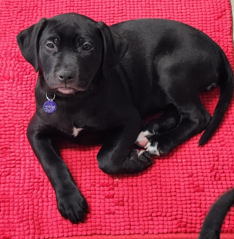 Hoth, Adoptable, Puppy Female Labrador Retriever & Pit Bull Terrier.