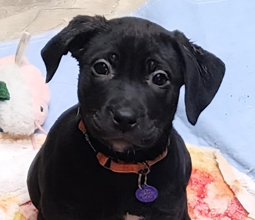 Hoth, Adoptable, Puppy Female Labrador Retriever & Pit Bull Terrier.