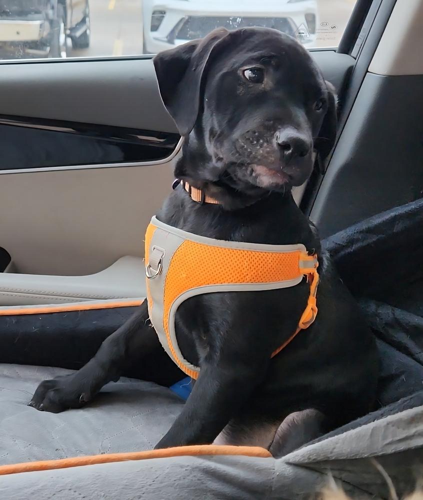 Hoth, Adoptable, Puppy Female Labrador Retriever & Pit Bull Terrier.