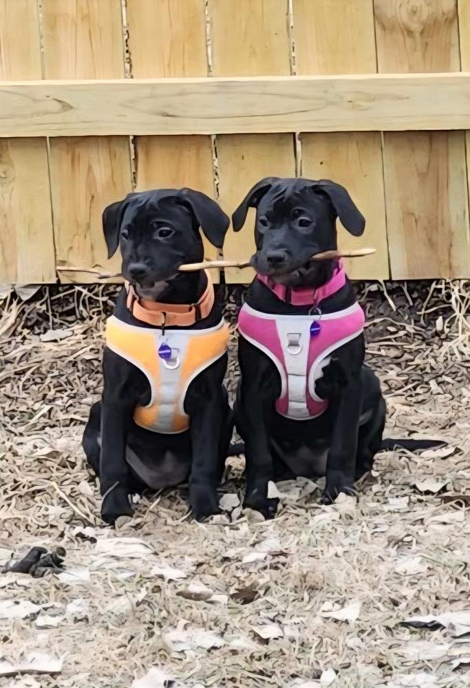 Enlarge Hoth, a Adoptable mixed breed in Anoka, MN image 6/6