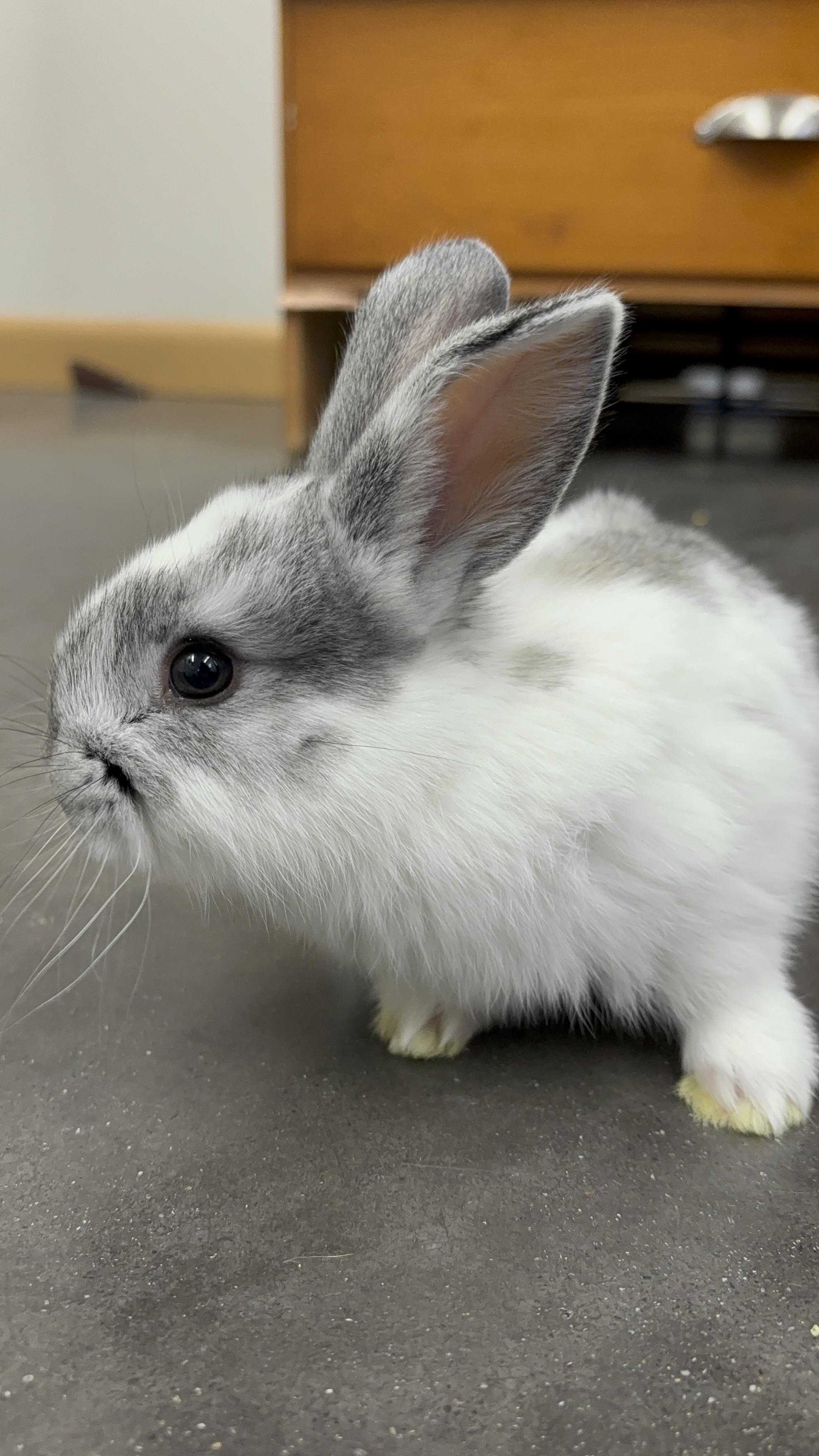 Camille, Adopted, Baby Female Flemish Giant & Rex.