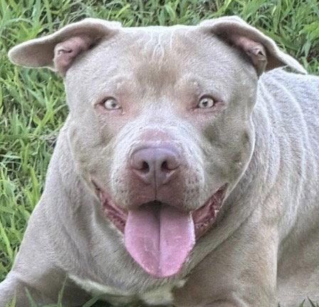 Enlarge Mac, a Adoptable Pit Bull Terrier in Carrollton, GA image 1/3