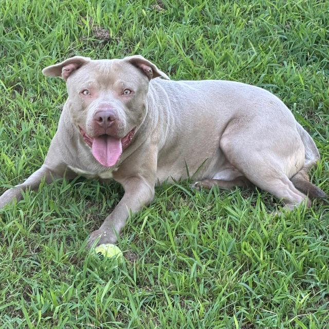 Enlarge Mac, a Adoptable Pit Bull Terrier in Carrollton, GA image 2/3