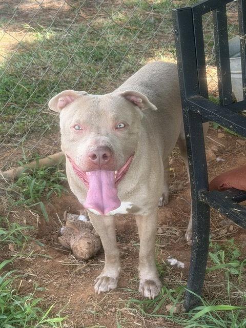 Enlarge Mac, a Adoptable Pit Bull Terrier in Carrollton, GA image 3/3