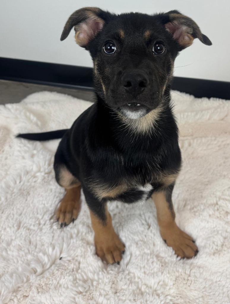 Heirloom, Adoptable, Puppy Male Cattle Dog & Shepherd.