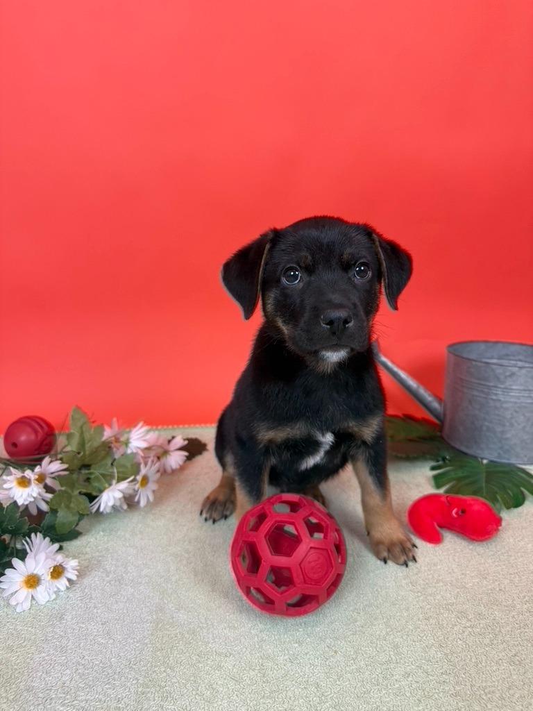 Enlarge Heirloom, a Adoptable mixed breed in Phoenix, AZ image 1/6