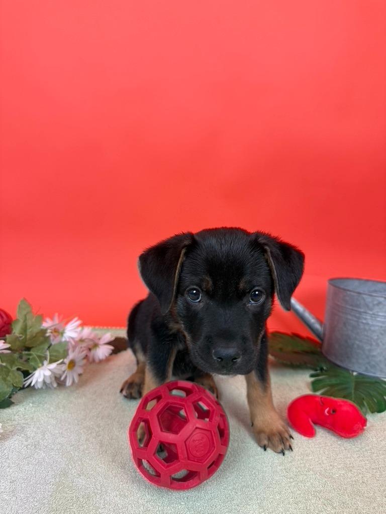 Enlarge Heirloom, a Adoptable mixed breed in Phoenix, AZ image 2/6