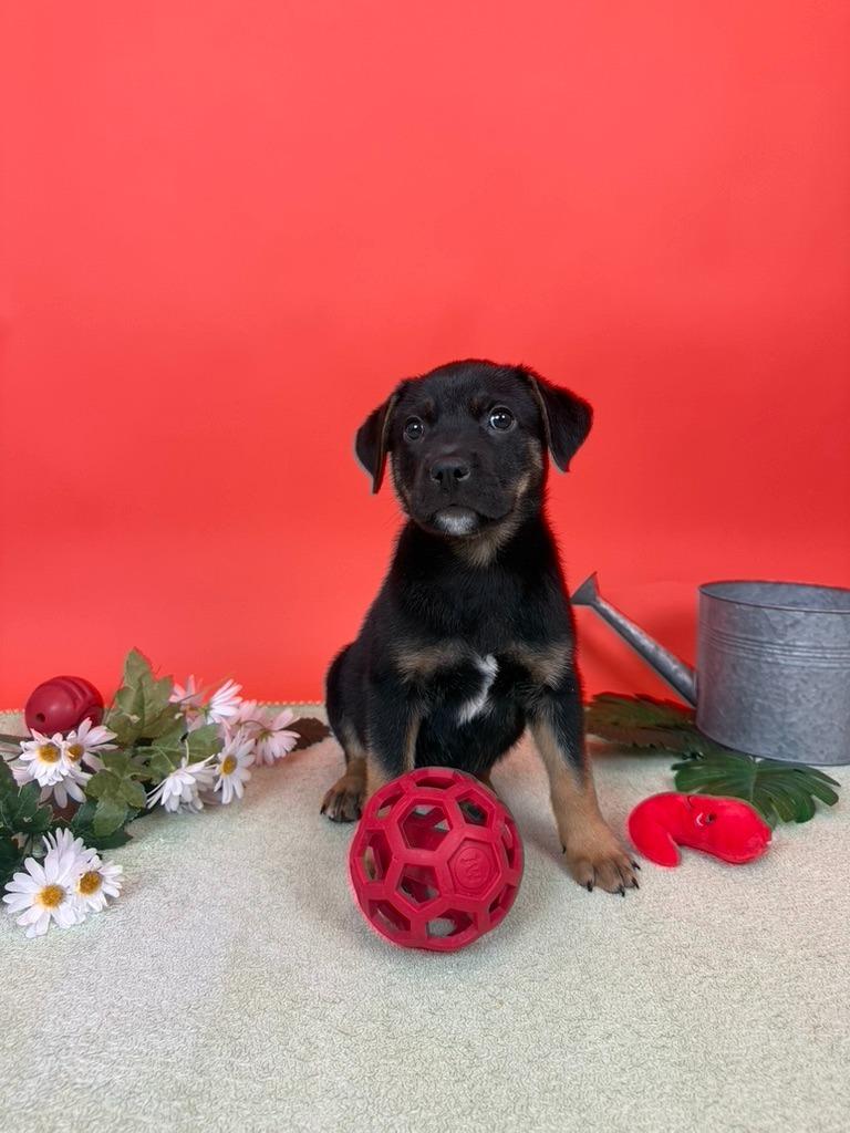Enlarge Heirloom, a Adoptable mixed breed in Phoenix, AZ image 3/6