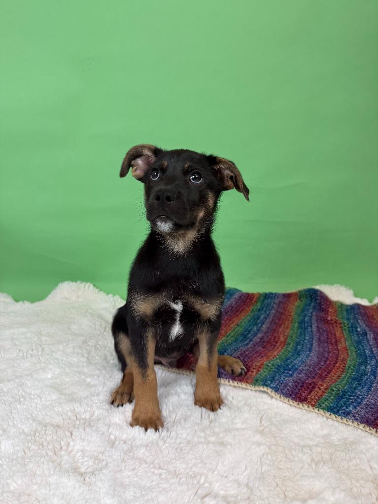 Enlarge Heirloom, a Adoptable mixed breed in Phoenix, AZ image 3/6