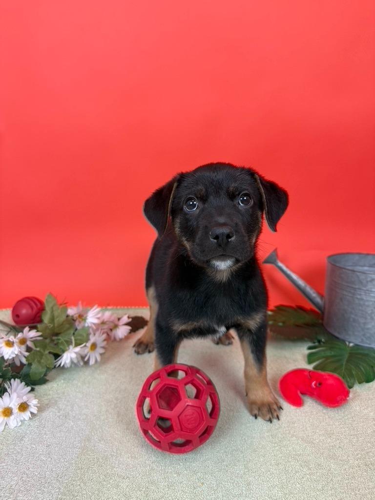 Enlarge Heirloom, a Adoptable mixed breed in Phoenix, AZ image 4/6