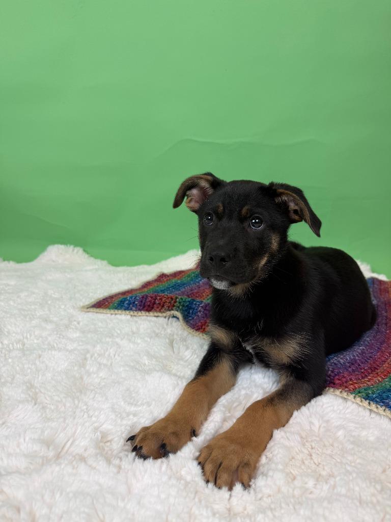 Enlarge Heirloom, a Adoptable mixed breed in Phoenix, AZ image 5/6