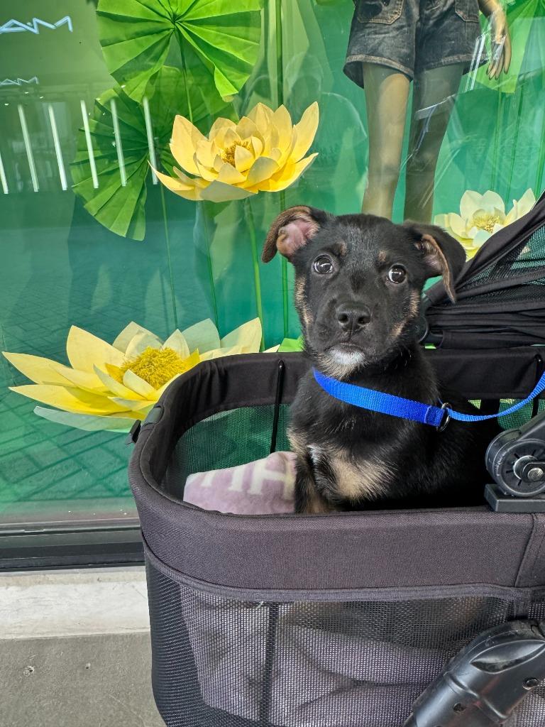 Enlarge Heirloom, a Adoptable mixed breed in Phoenix, AZ image 5/6