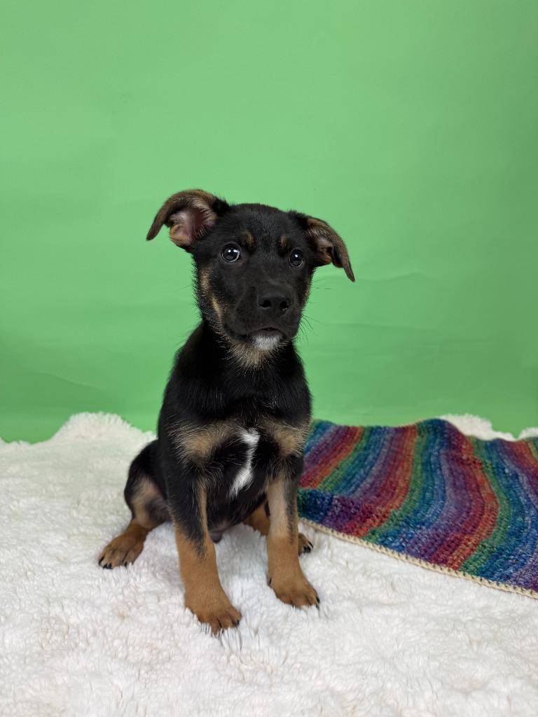 Enlarge Heirloom, a Adoptable mixed breed in Phoenix, AZ image 6/6