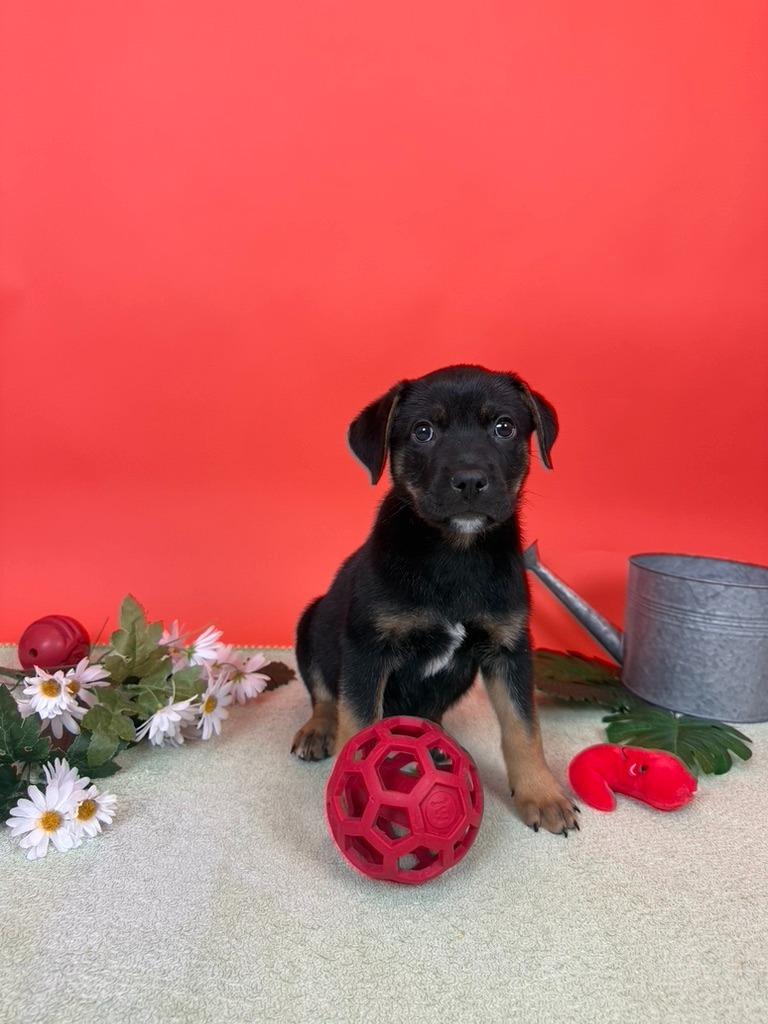 Enlarge Heirloom, a Adoptable mixed breed in Phoenix, AZ image 6/6
