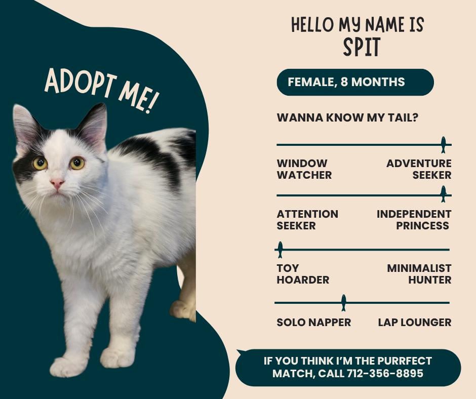 Enlarge Spit, a Adoptable Domestic Long Hair in Denison, IA image 1/1