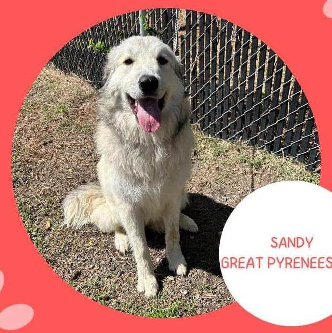 Enlarge Sandy, a Adopted mixed breed in Mount Pleasant, SC image 1/1