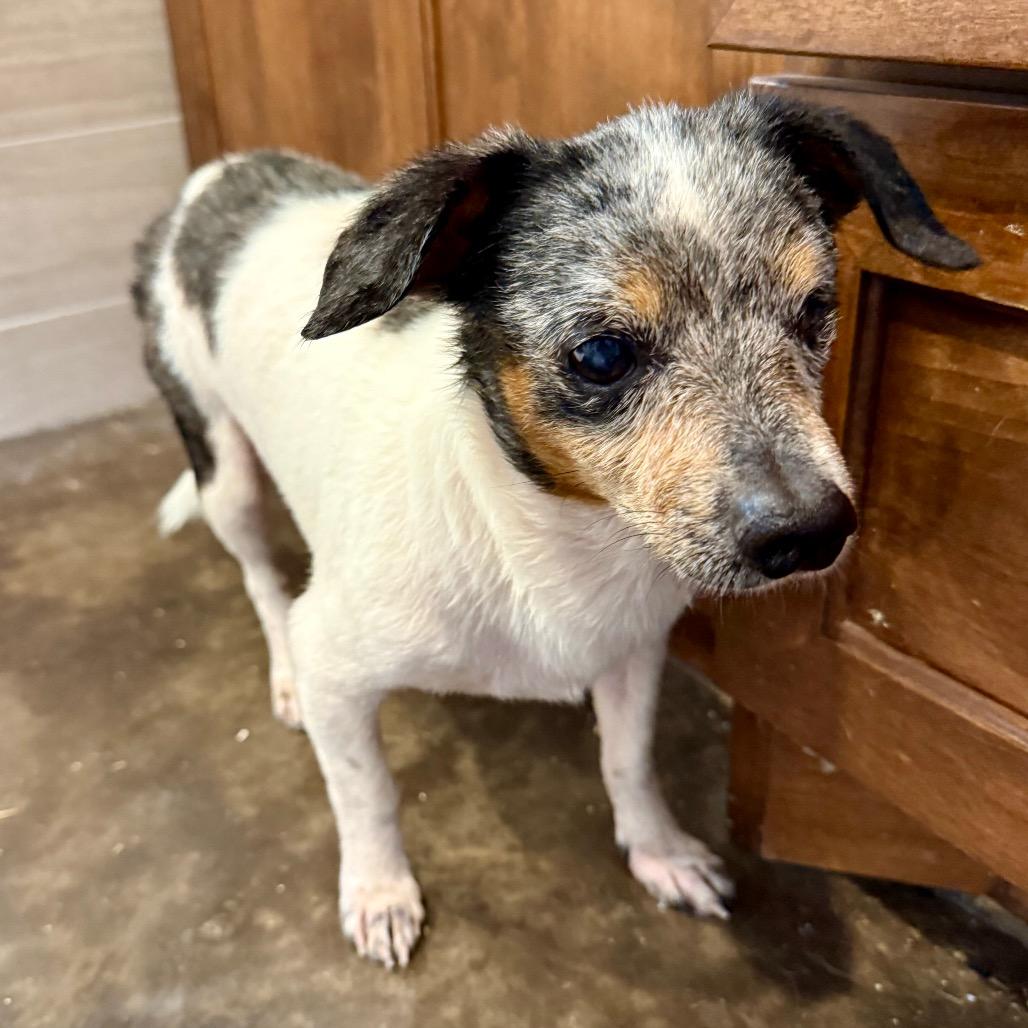 Enlarge Morty, a Adoptable Chihuahua in Ennis, TX image 1/3