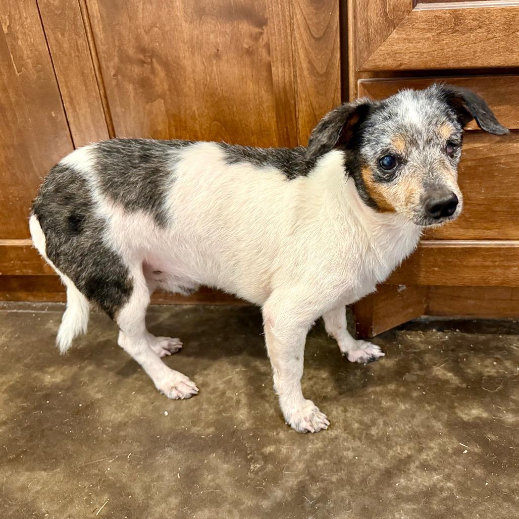 Enlarge Morty, a Adoptable Chihuahua in Ennis, TX image 2/3