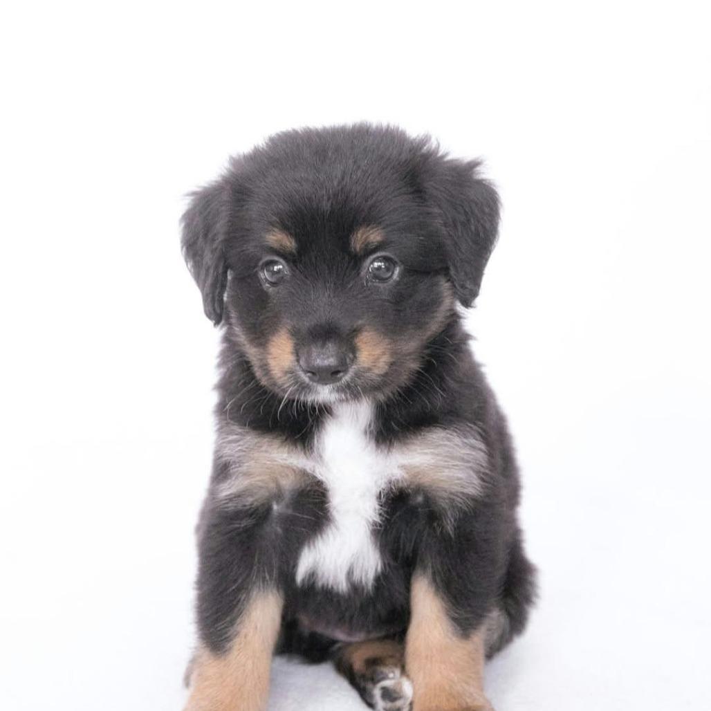 Enlarge Marceline *Arriving 10/24* D12758, a Adoptable mixed breed in Princeton, MN image 1/4