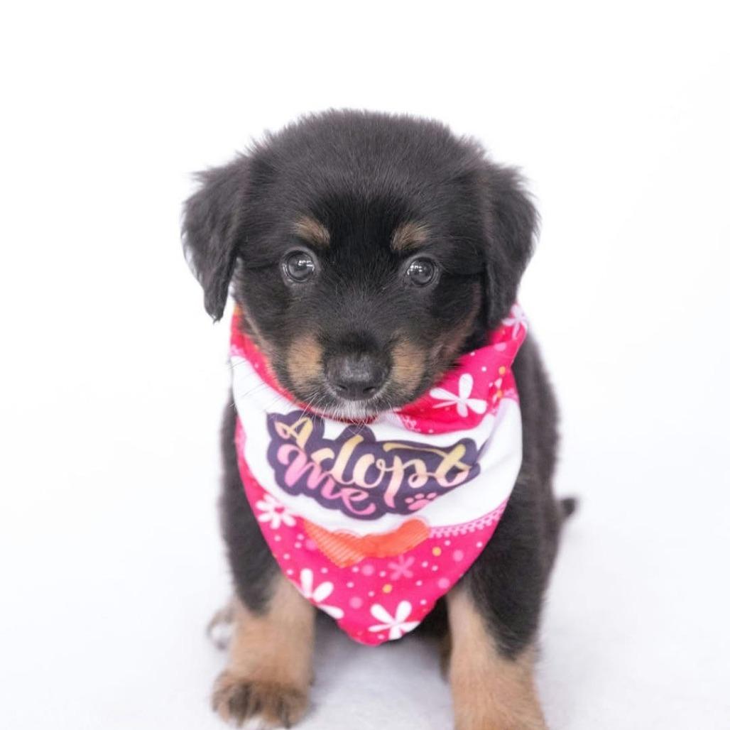 Enlarge Marceline *Arriving 10/24* D12758, a Adoptable mixed breed in Princeton, MN image 2/4