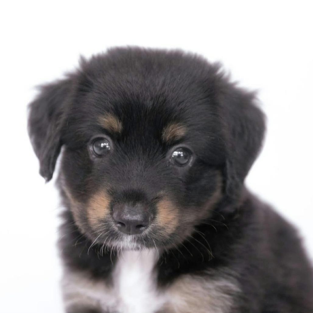 Enlarge Marceline *Arriving 10/24* D12758, a Adoptable mixed breed in Princeton, MN image 3/4