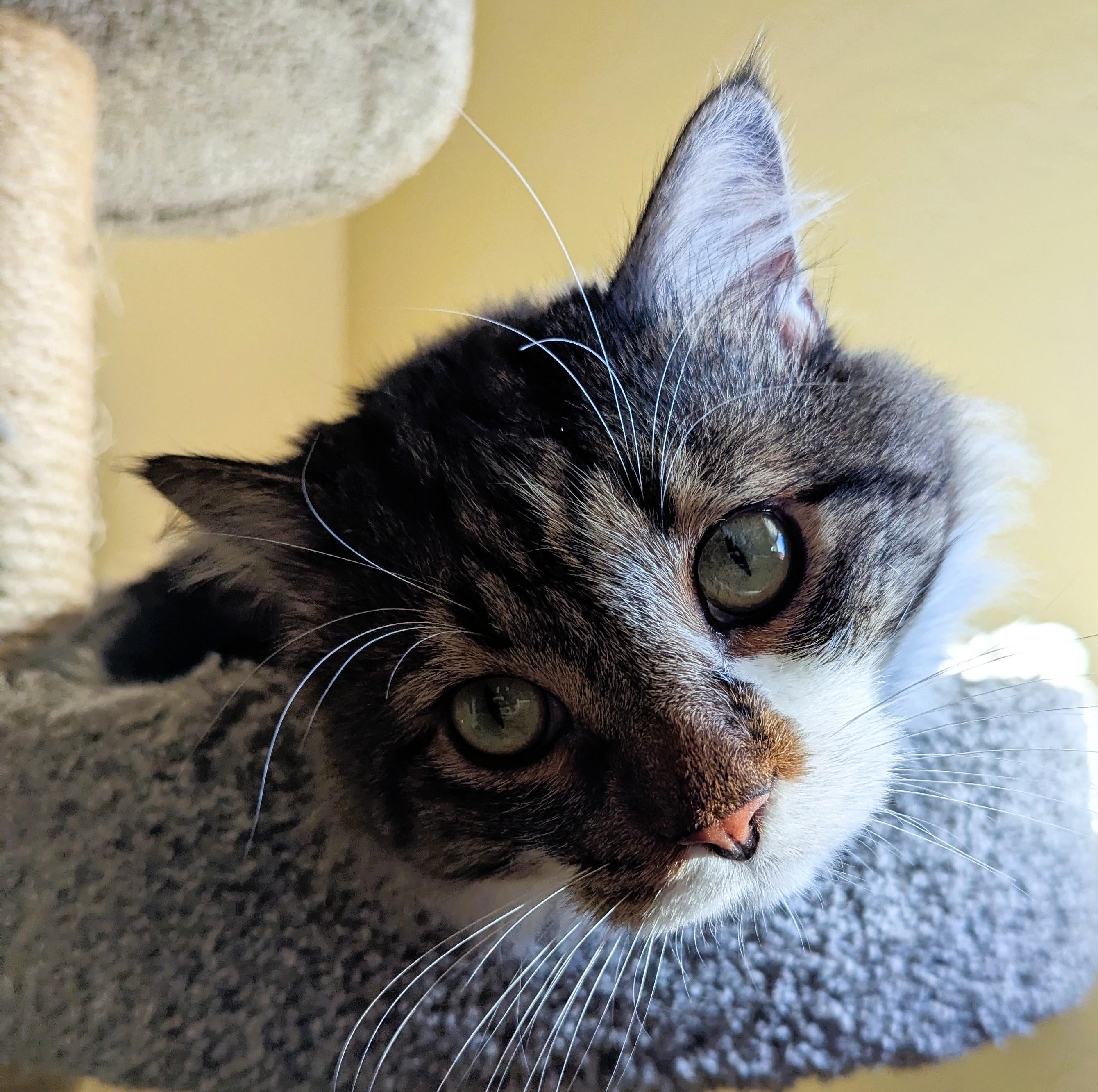 MISO