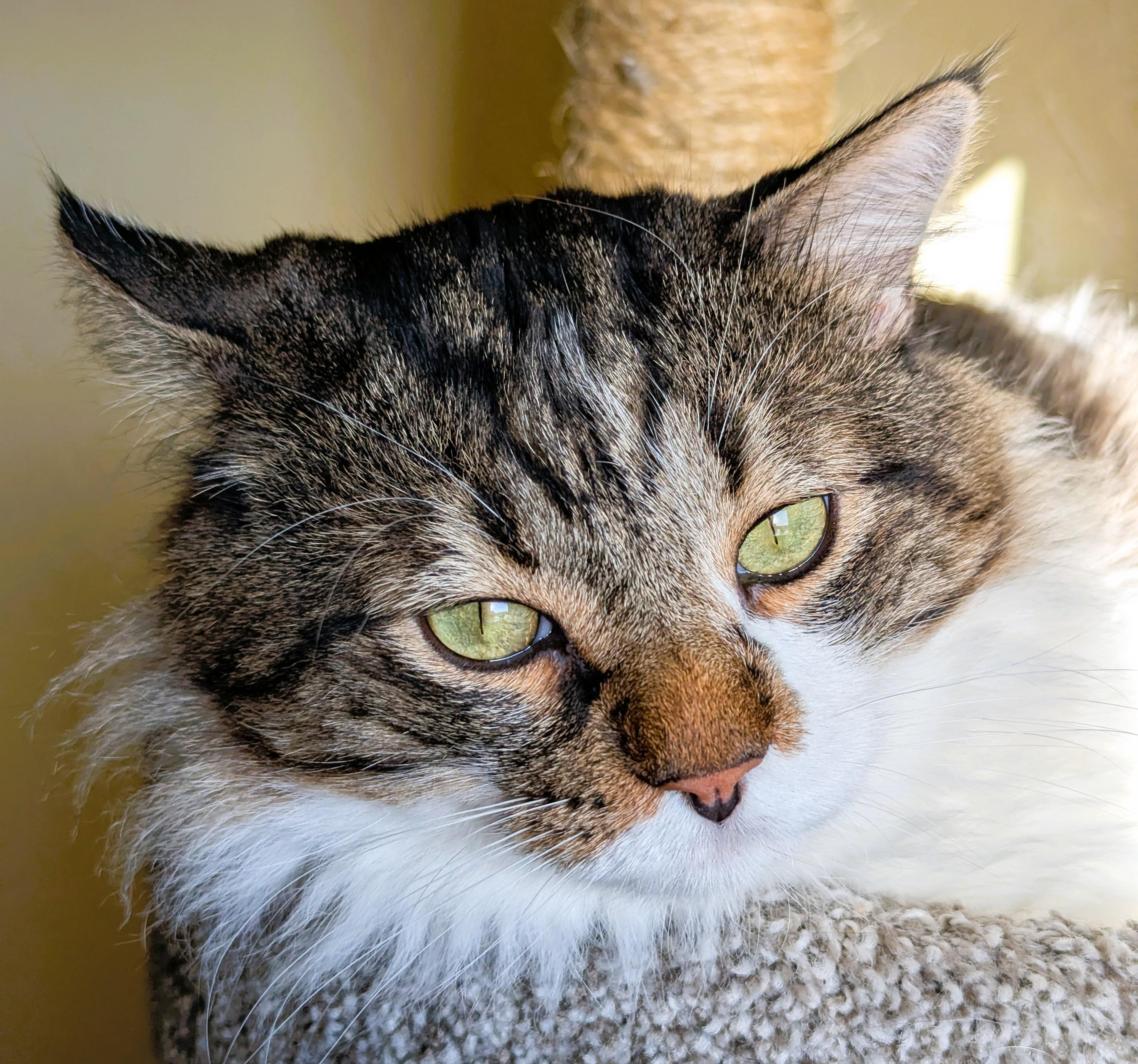MISO